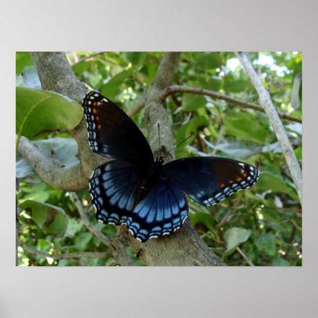 Ohio Blue Swallowtail Butterfly Poster (Framsidan)
