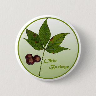 Ohio Buckeye Träd Knapp
