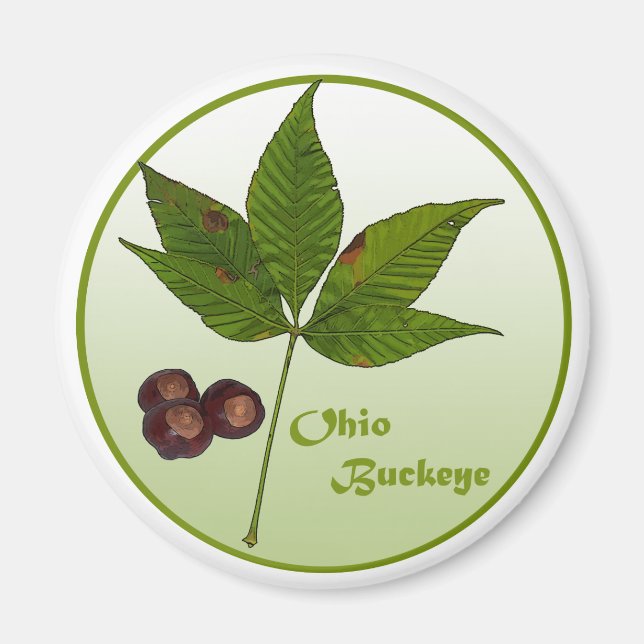 Ohio Buckeye Träd Magnet (Framsidan)