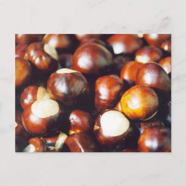 Ohio Buckeyes Vykort (Framsida)