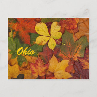 Ohio Höst löv vykort