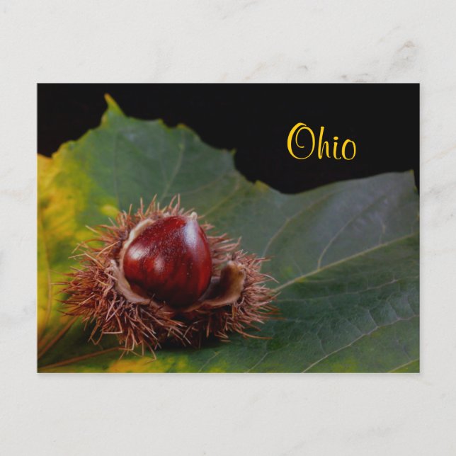 Ohio, höstlöv med nötpostkort vykort (Framsida)