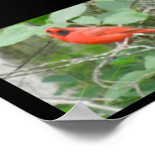 OHIO RED CARDINAL POSTER