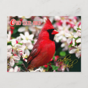 Ohio State Bird - Northern Kardinal Vykort