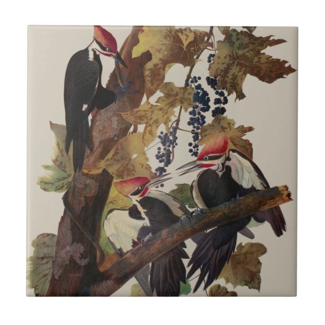 Ohn James Audubon Höghackad Hackspett Fågeltryck Kakelplatta (Framsidan)