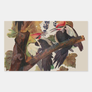 Ohn James Audubon Höghackad Hackspett Fågeltryck Rektangulärt Klistermärke