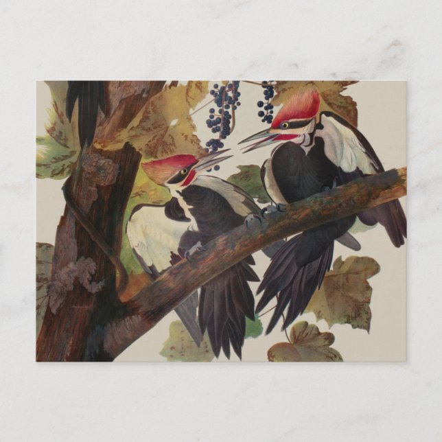 Ohn James Audubon Höghackad Hackspett Fågeltryck Vykort (Framsida)