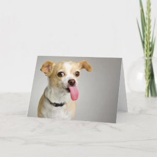Ohyfsat Chihuahuakort Kort