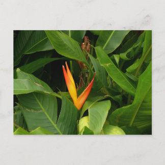 Oiseau-de-Paradis - Martinique, FWI Vykort