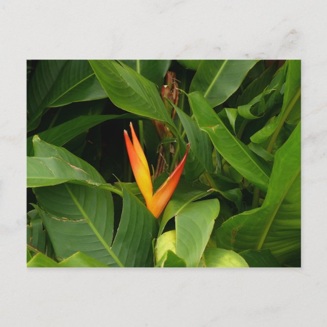 Oiseau-de-Paradis - Martinique, FWI Vykort (Framsida)