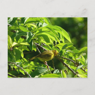 Oiseau Jaune - Martinique, FWI Vykort