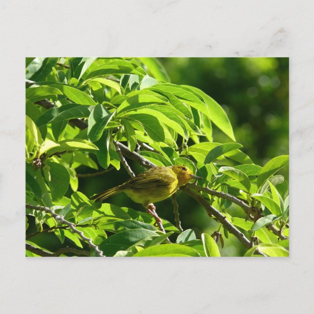 Oiseau Jaune - Martinique, FWI Vykort (Framsida)