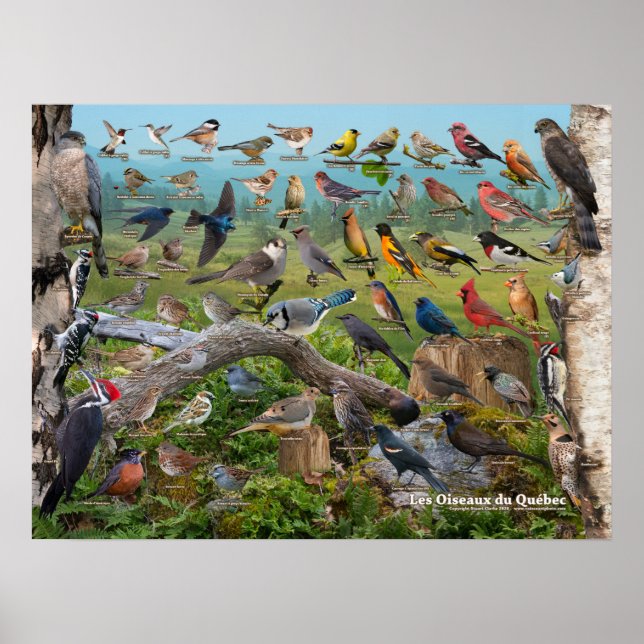 Oiseaux du Québec Poster (Framsidan)