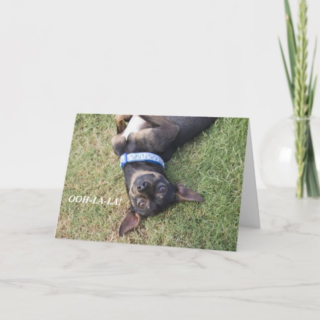 Oj-la Chihuahua-födelsedagskort Kort (Framsida)