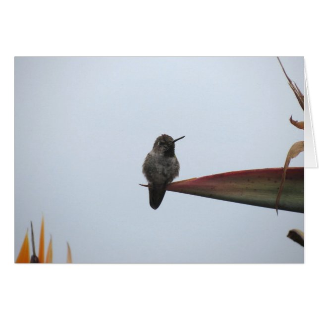 Ojämn Hummingbird 2014 Hälsningskort (Framsidan Horizontal)