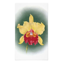 Öka ditt utrymme: Golden Queen Orchid Clipart