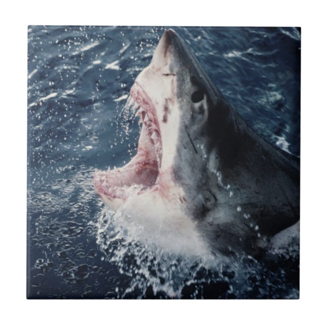 Ökad Shark-mun öppen Kakelplatta (Framsidan)