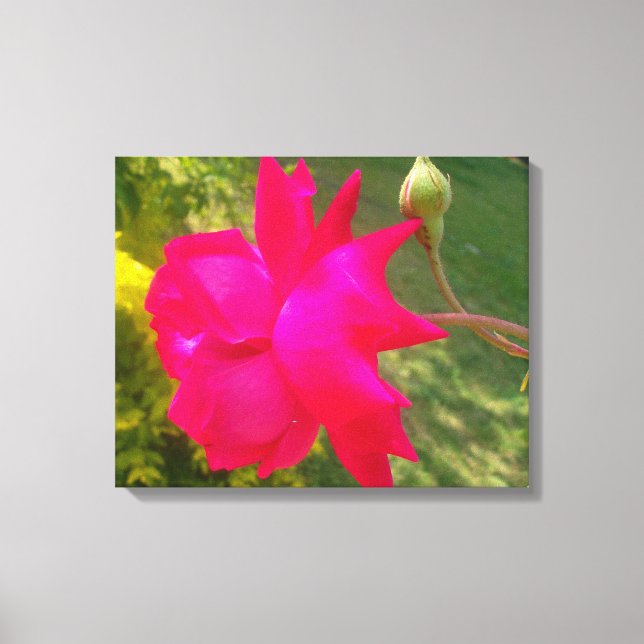 Ökad skönhet: Röd ros och dess bud Canvastryck (Framsida)
