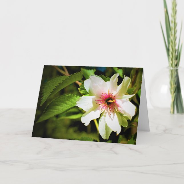 Okame Cherry Träd Blommar, kort (Framsida)