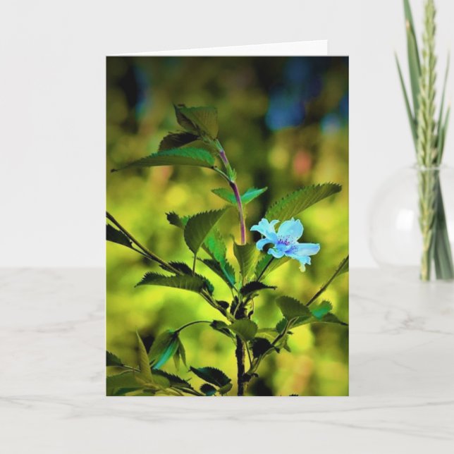 Okame Cherry Träd Blommar, kort (Framsida)