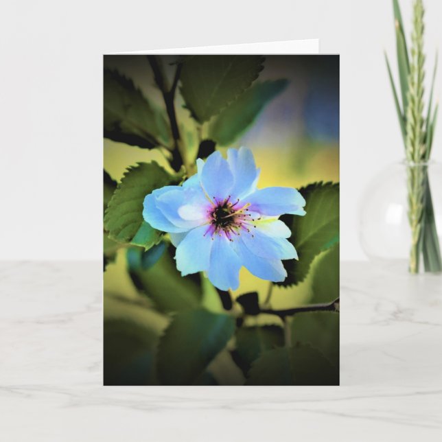 Okame Cherry Träd, kort (Framsida)