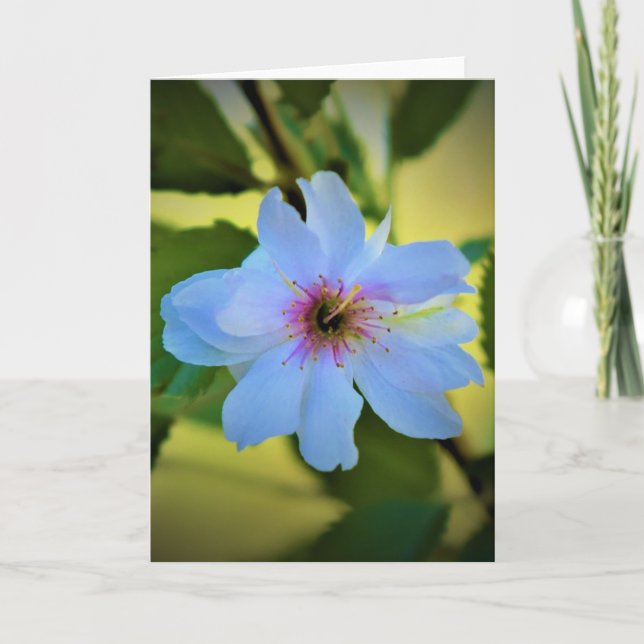 Okame Cherry Träd, kort (Framsida)