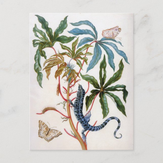 okänd titel av Maria Sibylla Merian Vykort (Framsida)