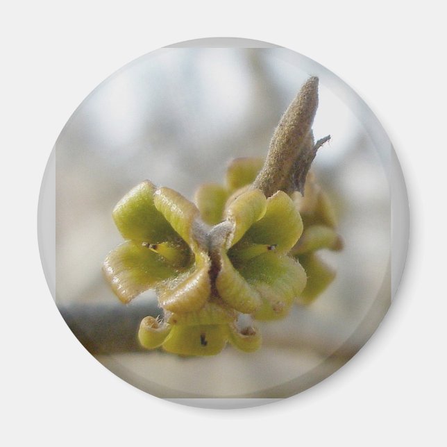 Okänd Träd-blomma - Springtime Magnet (Framsidan)