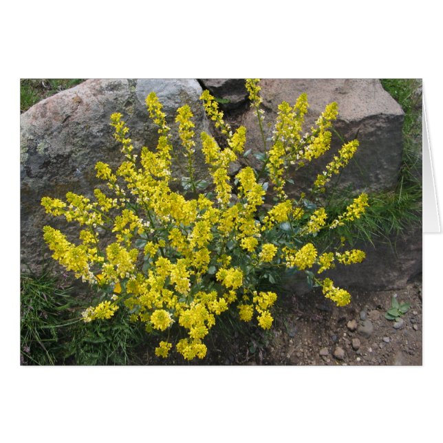 Okända blommor, Alpe di Siusi, Italien OBS Kort (Framsidan Horizontal)