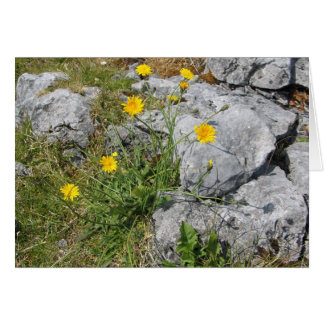 Okända blommor, Burren, Irland OBS Kort