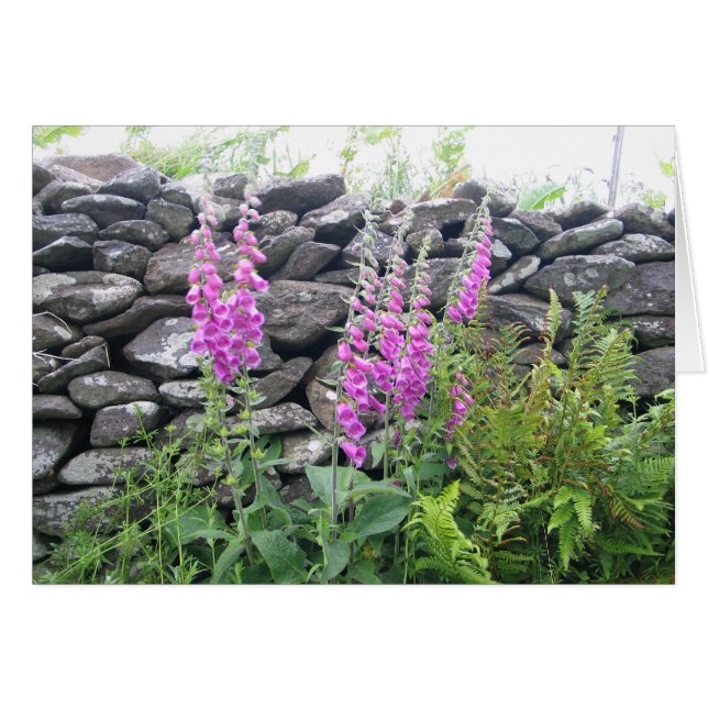 Okända blommor, Dingle Peninsula, Irland OBS Kort (Framsidan Horizontal)