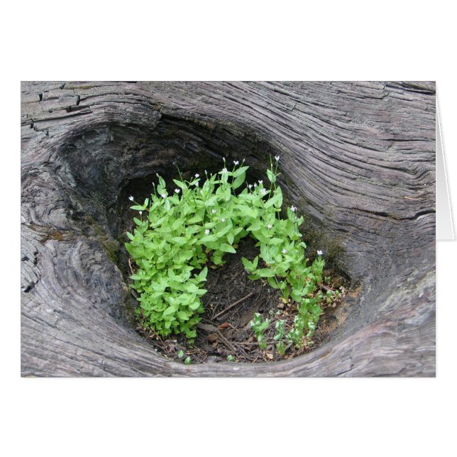 Okända blommor i döda sekvoier OBS kort (Framsidan Horizontal)
