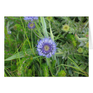 Okända blommor, klippor av Moher, Irland OBS Kort