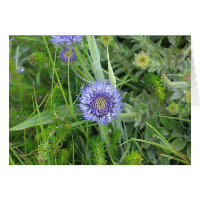 Okända blommor, klippor av Moher, Irland OBS Kort (Framsidan Horizontal)