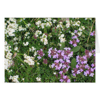 Okända blommor OBS kort