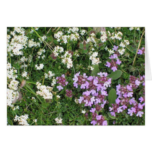 Okända blommor OBS kort (Framsidan Horizontal)