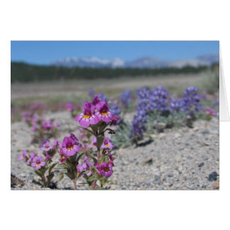 Okända blommor och lupin, Yosemite National Park OBS Kort