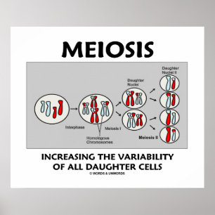 Ökande Variability för Meiosis alla dotterceller Poster