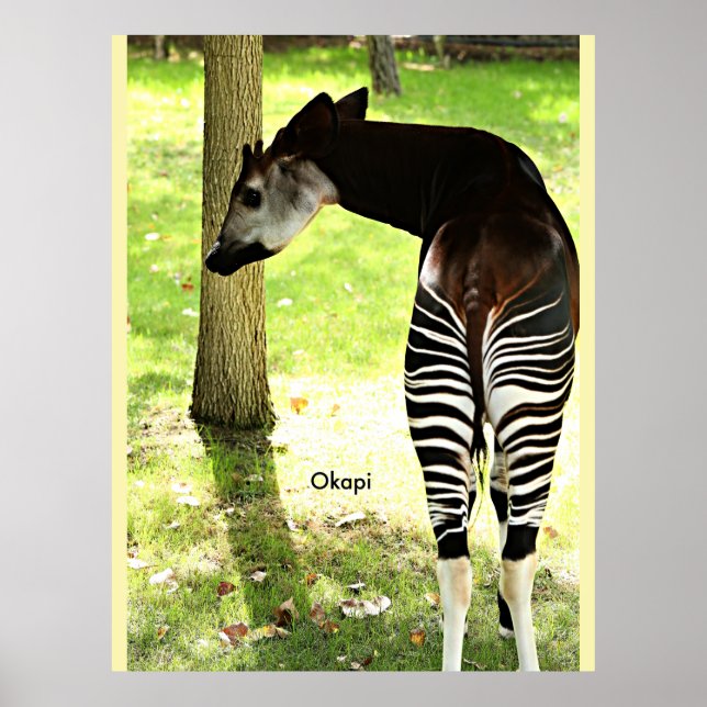 Okapi, Angola, Afrika Poster (Framsidan)