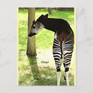 Okapi, Angola, Afrika Vykort