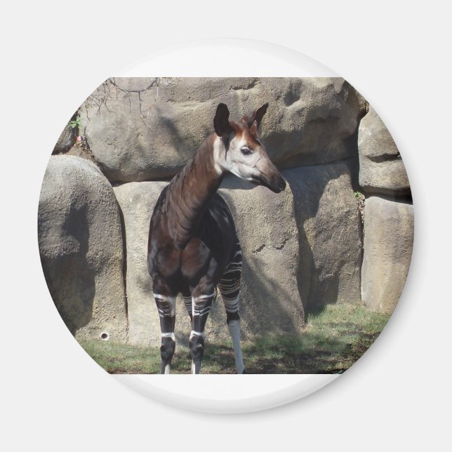 okapi magnet (Framsidan)