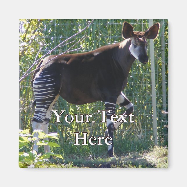 Okapi Magnet (Framsidan)
