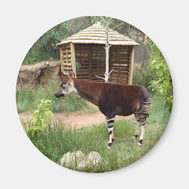 Okapi magnet (Framsidan)