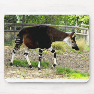 Okapi Musmatta