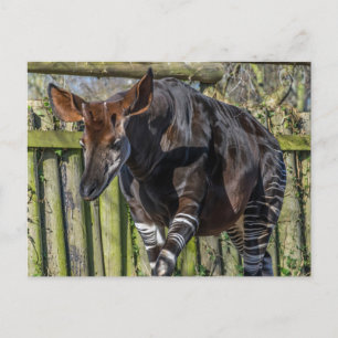 Okapi närbild vykort