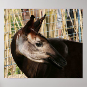 Okapi Poster