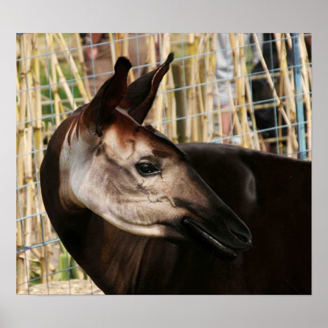Okapi Poster (Framsidan)