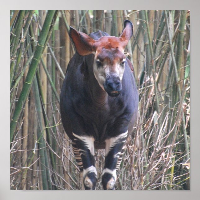 Okapi Poster (Framsidan)