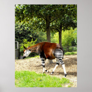Okapi som bort går poster