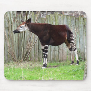Okapi står i stängsel musmatta